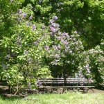 Duniway Lilac Garden: Plenty of Benches
