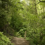 Marquam Nature Park: Covered in trees and rich plant life